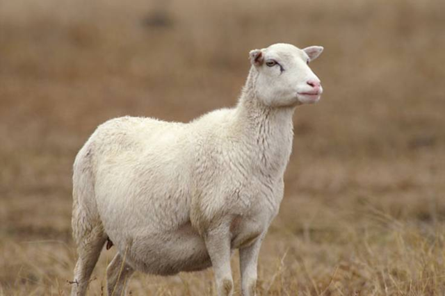 Случка и окот овец: ликбез по размножению