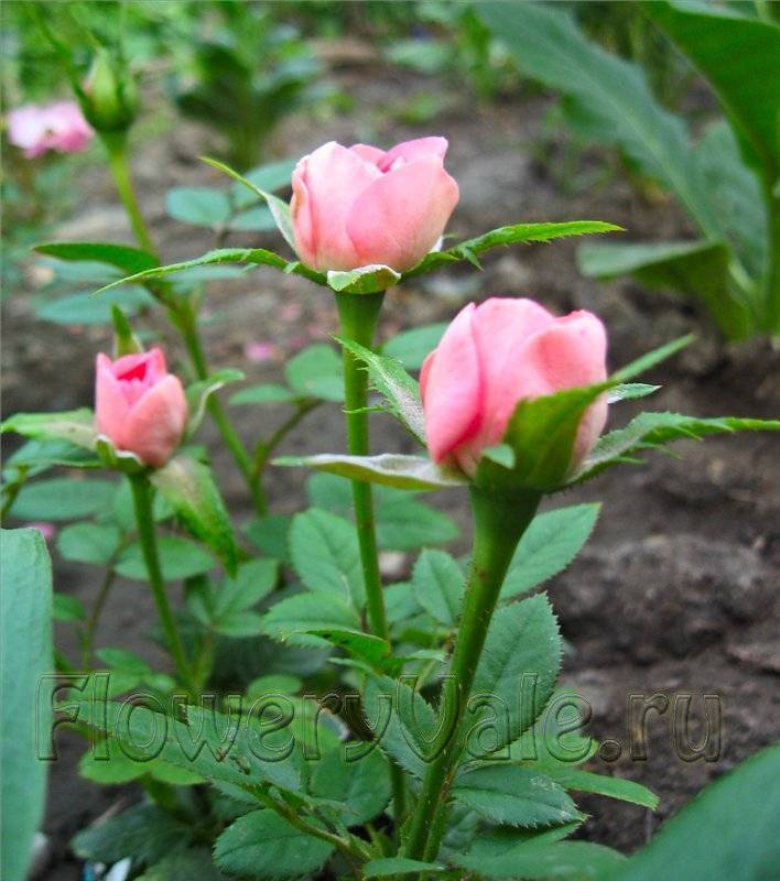 Как вырастить розу из семян | во саду и в огороде