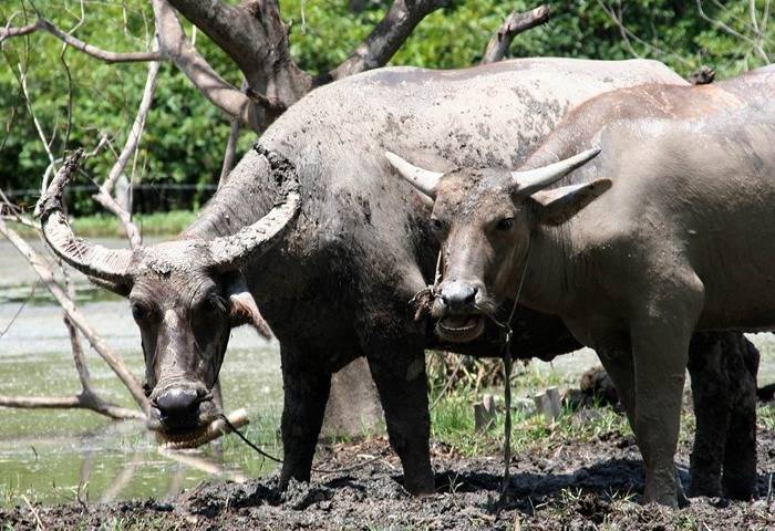 Азиатский буйвол, индийский буйвол место обитания условия для жизни применение в хозяйстве