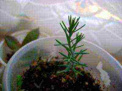 Кипарис домашний уход за растением в горшке, описание, выращивание из семян