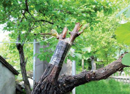 Как привить виноград весной для начинающих: сроки, способы и пошаговые инструкции