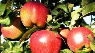 Яблоня джонаголд: описание сорта, фото, отзывы садоводов