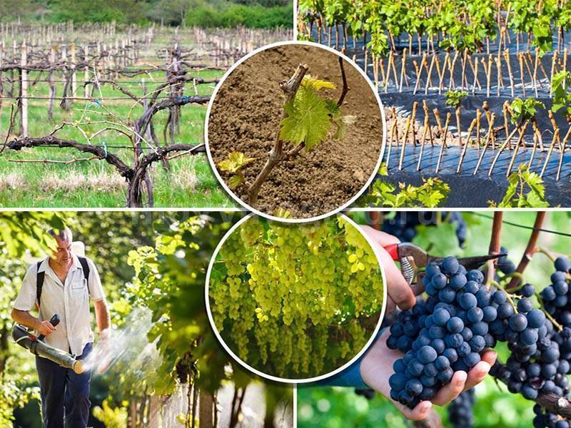 Чем опрыскивать виноград весной до распускания почек, а также после этого