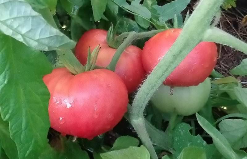 Томат гигант: характеристика и описание сорта, отзывы тех кто сажал и ухаживал за помидорами об их урожайности, фото семян аэлита