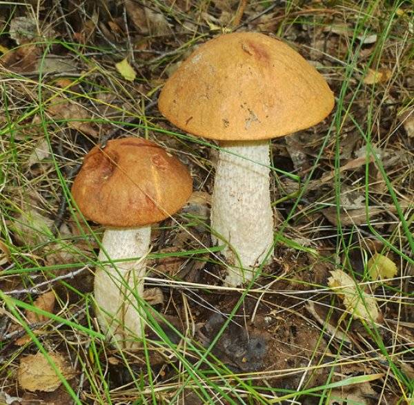 Какие грибы растут в Брянской области