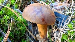 Характеристика польского гриба