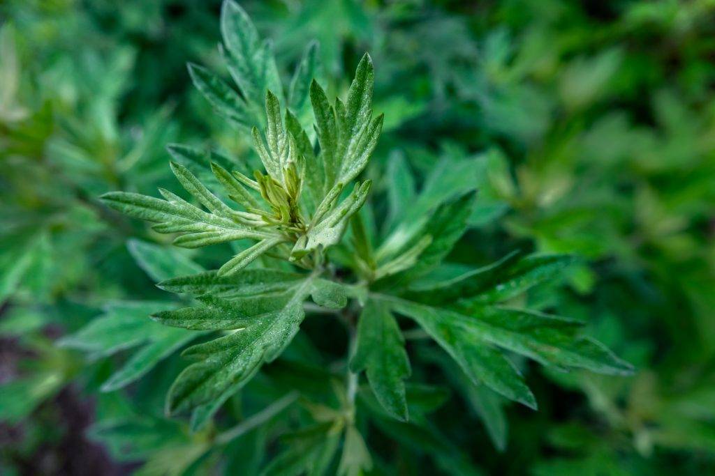 Травы для очищения кишечника | компетентно о здоровье на ilive