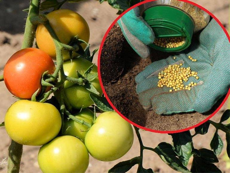 Подкормка помидоров: какими народными средствами подкормить рассаду томатов в горшках и в теплице из поликарбоната, удобрения для открытого грунта