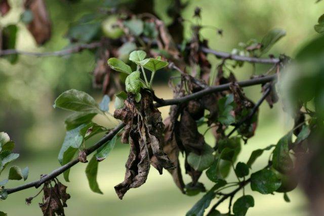 Почему груша не распускается после зимы и как спасти дерево