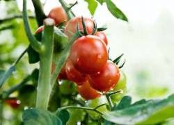 Медный купорос для помидоров: применение, как развести, опрыскивание, отзывы