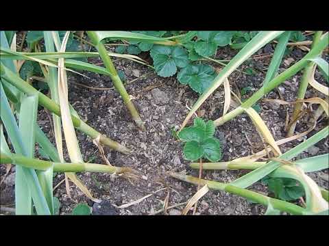 Выращивание и уход за чесноком в открытом грунте