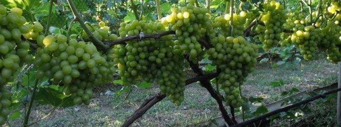 Как правильно поливать виноград весной, летом и осенью