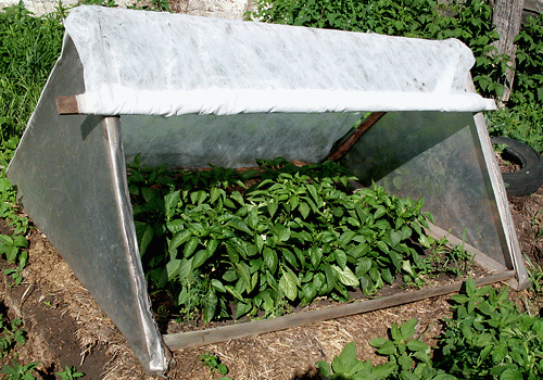 Выращивание перцев в парнике - как правильно сформировать куст (110 фото)