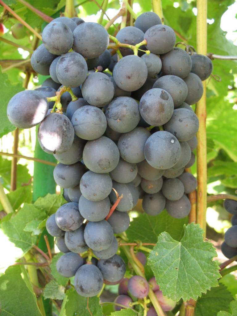 Виноград аметистовый описание сорта