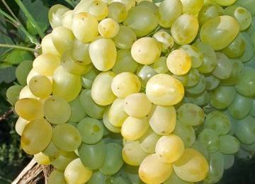 Подробное описание сорта винограда "белое чудо"