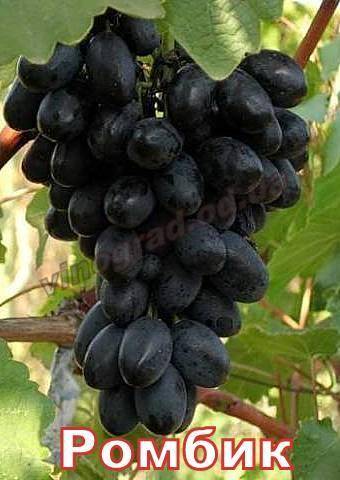 Виноград "ромбик": описание сорта, фото, отзывы