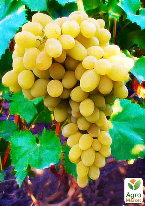 Описание плодового винограда сорта солярис и его характеристики, плюсы и минусы - всё про сады