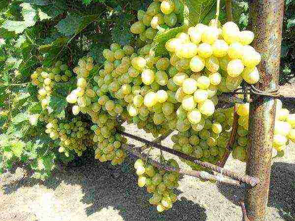 Виноград лидия: описание сорта, фото, посадка, уход и выращивание