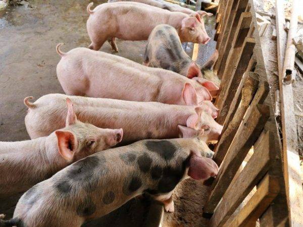 Выращивание разных пород свиней на мясо