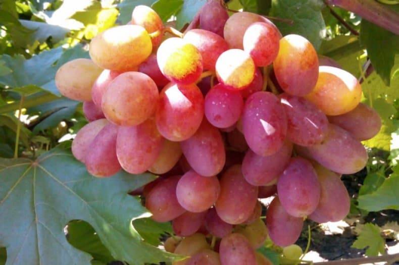 Сорт винограда гурман ранний: описание, фото