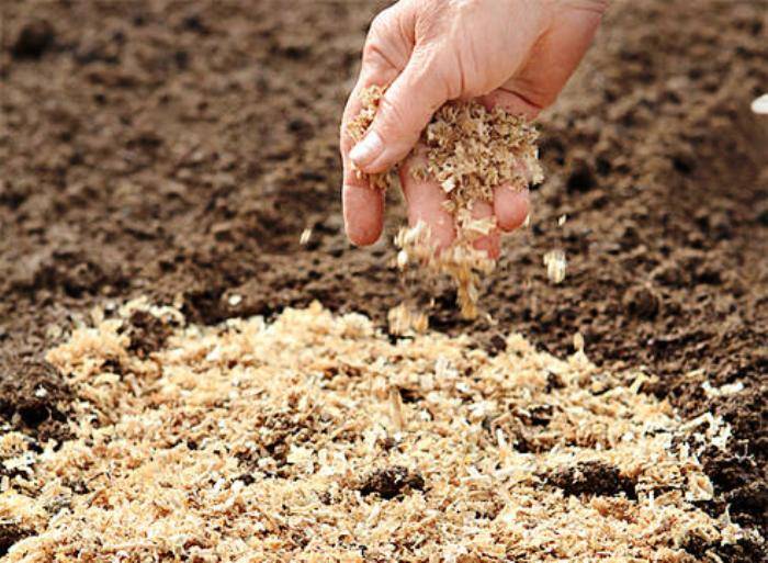 Мульчирование опилками: нюансы использования, подготовки и внесения в почву, а также плюсы и минусы применения свежих и перепревших опилок в качестве мульчи