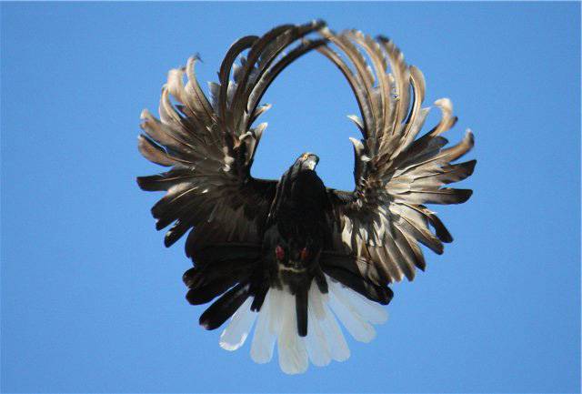 Серпастые голуби: описание, образ жизни, особенности полета