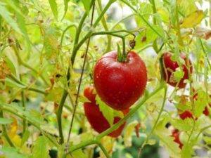 Томат орлиный клюв: описание сорта, характеристика помидор, выращивание, фото и видео