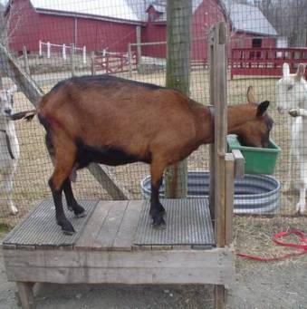 Доильный аппарат для коз (28 фото): мини-устройства и станки для дойки, ручное и электрическое оборудование для доения