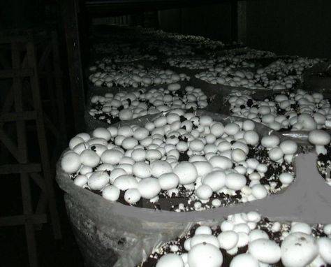 Как вырастить грибы в домашних условиях? советы для новичков