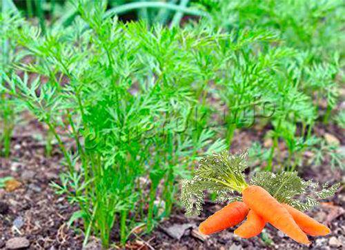 Посадка моркови в открытый грунт: любительская инструкция