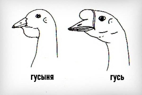 Как отличить гуся от гусыни: способы определения пола.