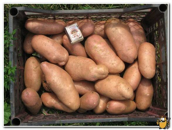 Картофель лапоть — описываем по пунктам