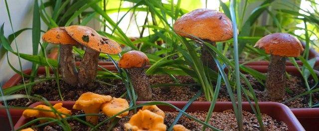 Как вырастить белые грибы на подоконнике дома: видео