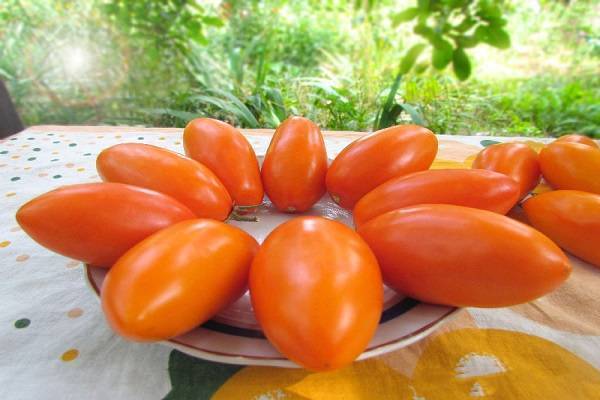 Теплолюбивый гибрид для парников и теплиц — томат кострома f1: подробное описание сорта