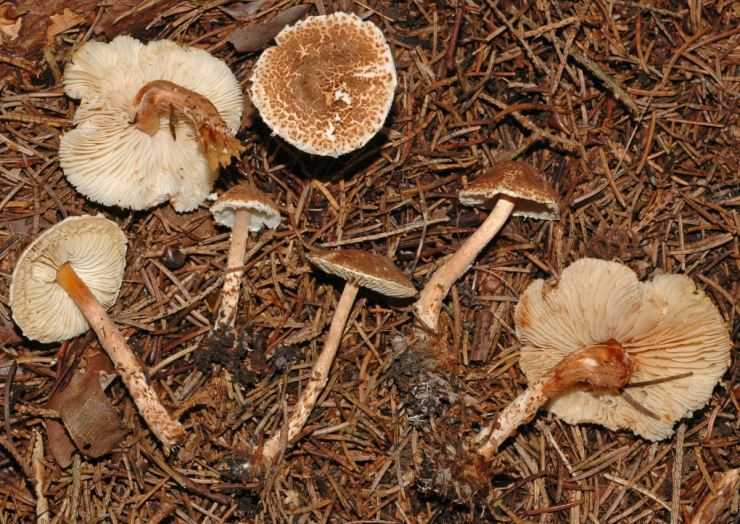 Цезарский гриб - съедобный гриб, виды, особенности, где искать и как отличить от ядовитых соседей