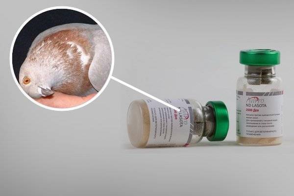 Вакцина «ла-сота» для голубей: инструкция по применению