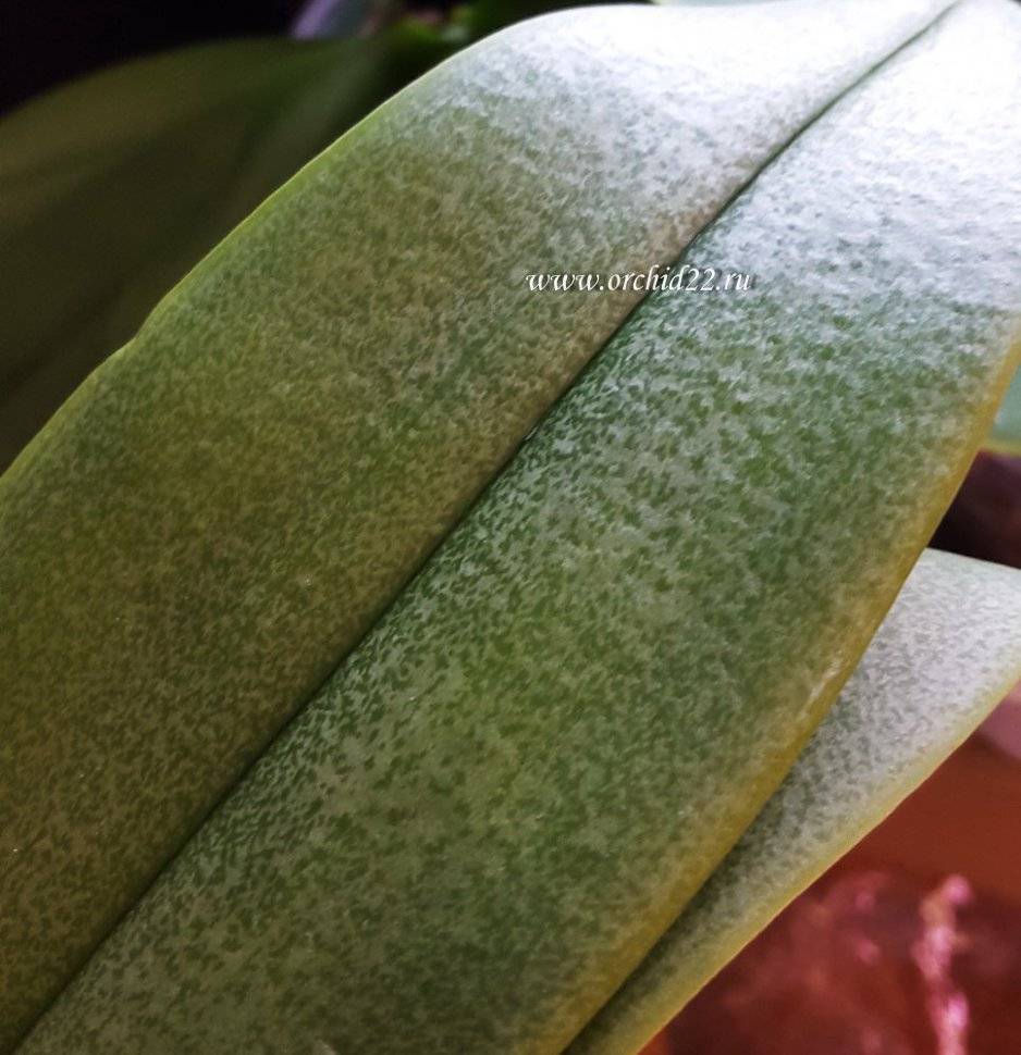 Сорта фаленопсисов чармер, чарминг, эквестрис, falstaff: описание и фото орхидей