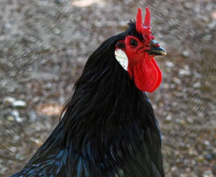 Цветной бройлер (29 фото): описание породы из франции sasso xl 551 и xl 451, характеристика суточных цыплят, отзывы