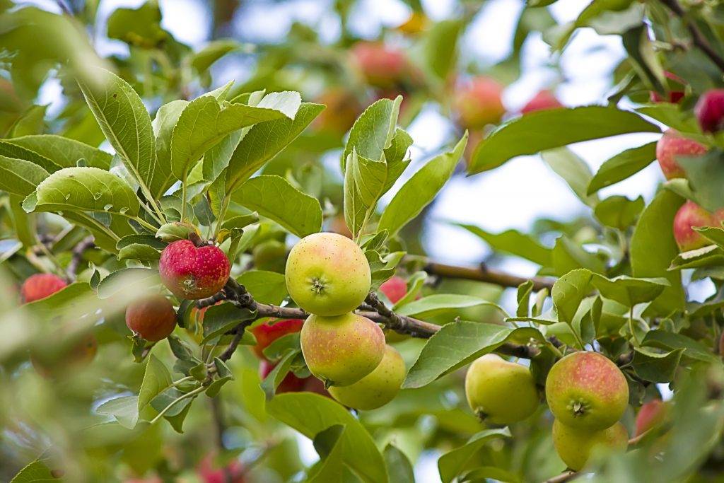 Выращивание яблони Лесная