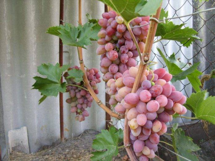 Сорт винограда "аркадия"/"настя": отзывы и описание с фото | все для дачи