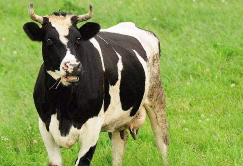 Сколько весит корова, бык и теленок: средний вес