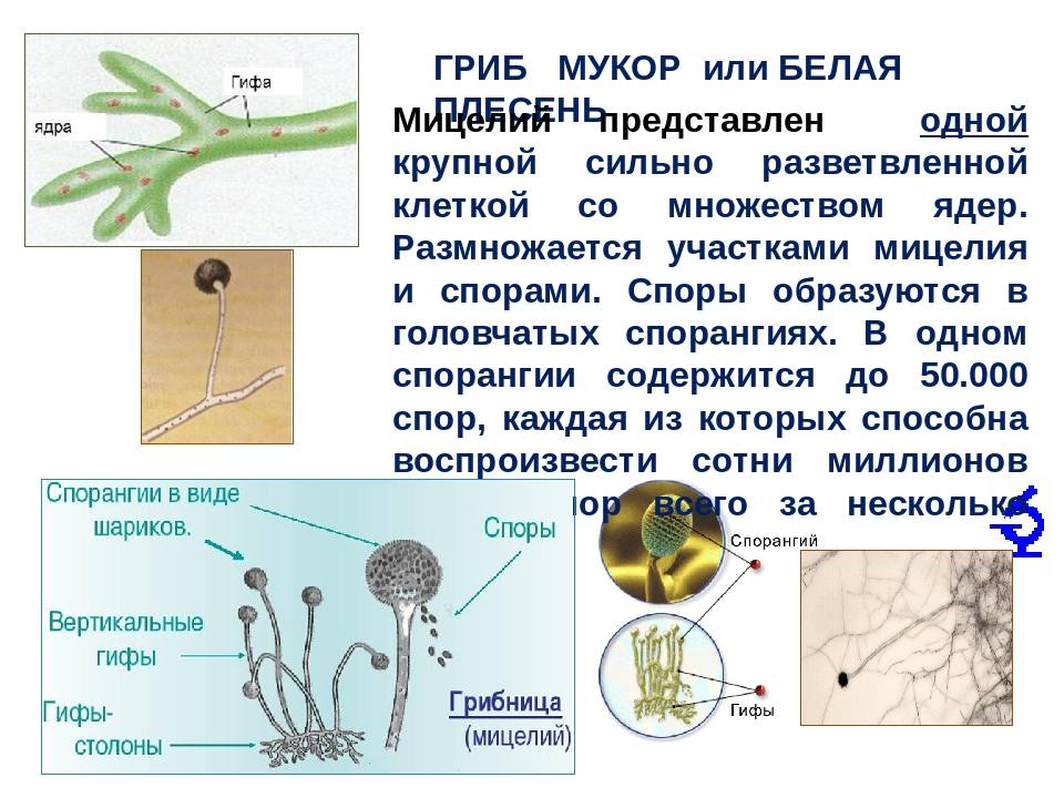 Многоклеточные грибы мукор