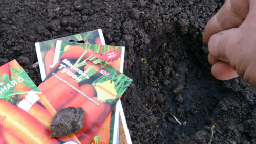 Какую схему посадки моркови лучше выбрать и почему это так важно?