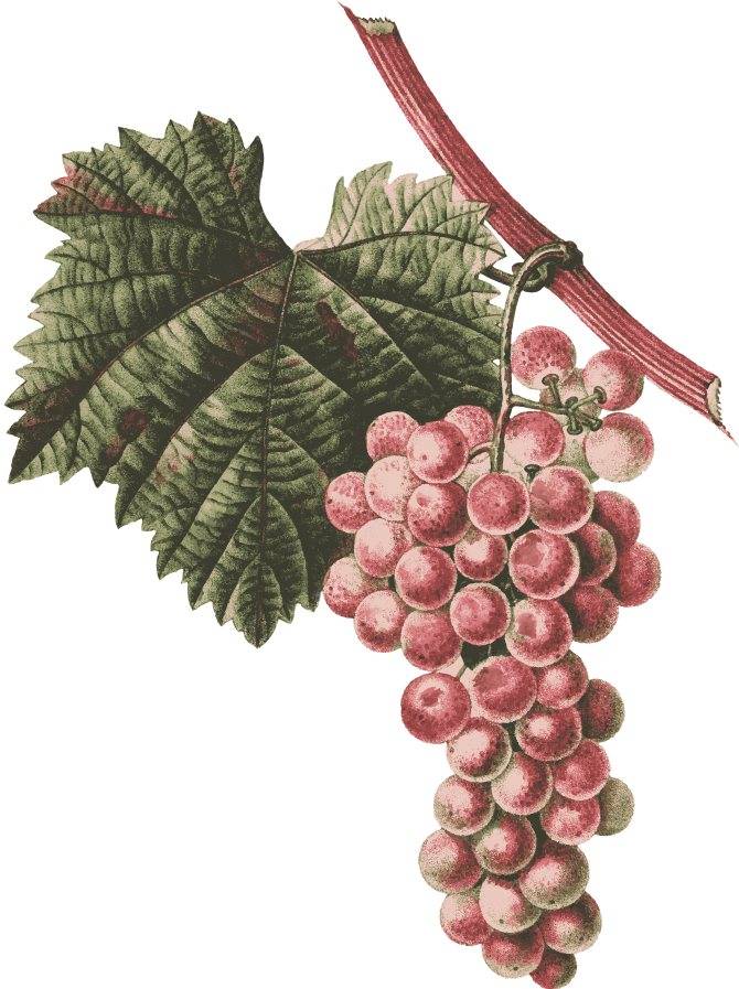 Описание и история селекции винограда сорта гурман, выращивание и уход