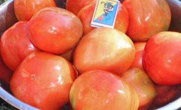 1000 + сортов помидор: список самых известных и популярных с описанием