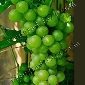 О винограде плевен: описание и характеристики сорта, посадка и уход