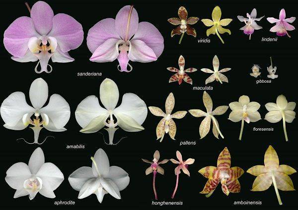 Топ самых необычных орхидей, включая редких представителей. описание и фото растений