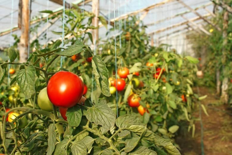 Расстояние между помидорами | вырасти сад!