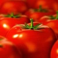 Сорта томатов, устойчивых к фитофторозу: описание, фото, отзывы