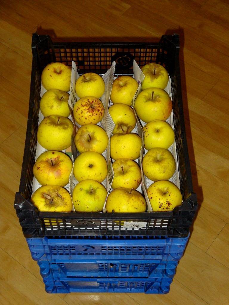 Как хранить яблоки в домашних условиях на зиму